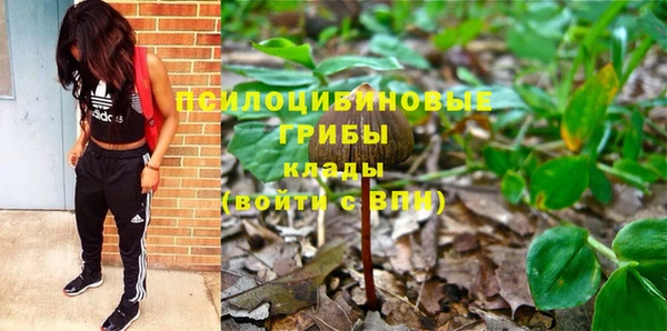 шишки Елизово